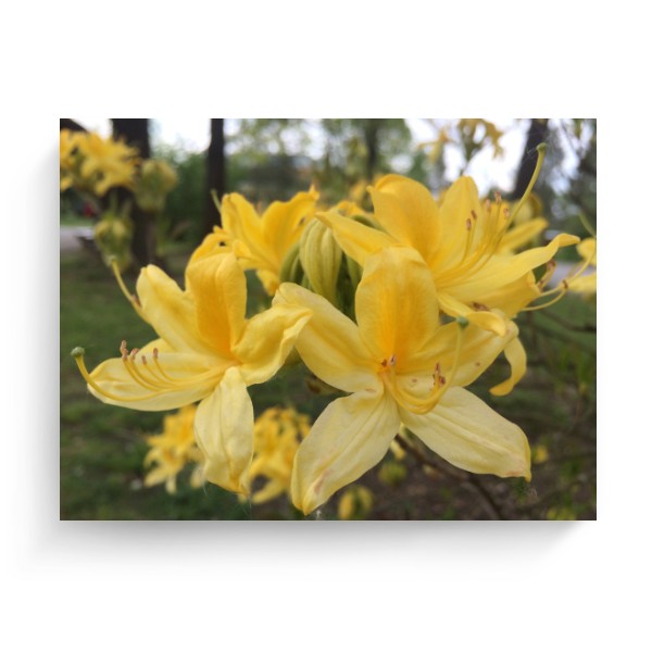 Photo Canvas 4:3 Azalea Shrub