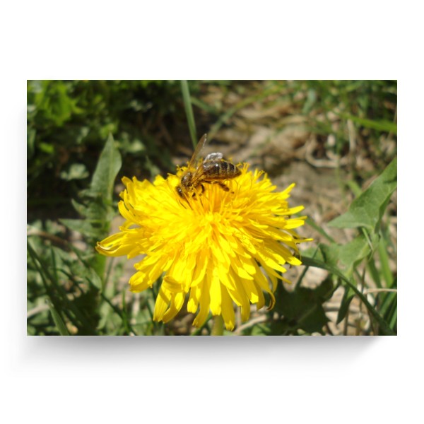 Photo Canvas 4:3 Bee on a dandelion