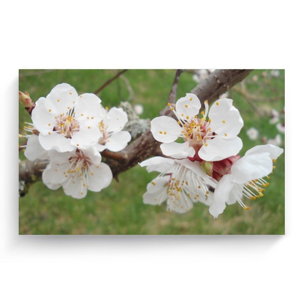 Photo Canvas 3:2 Blooming spring