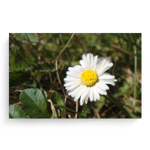 Photo Canvas 3:2 little daisy