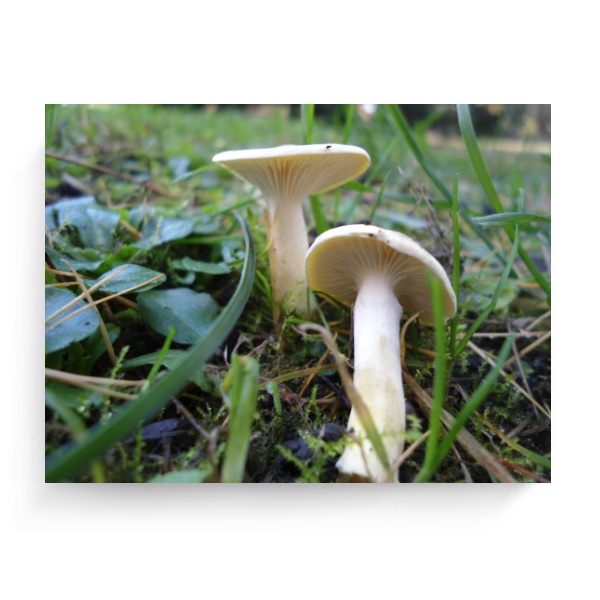 Photo Canvas 4:3 Mushrooms in the grass