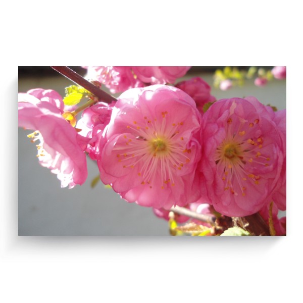 Photo Canvas 3:2 Ornamental almond tree in bloom