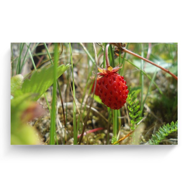 Photo Canvas 3:2 Ripe strawberry