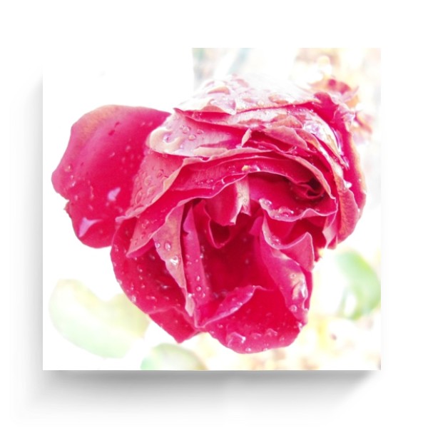 Photo Canvas Square Rose with dew