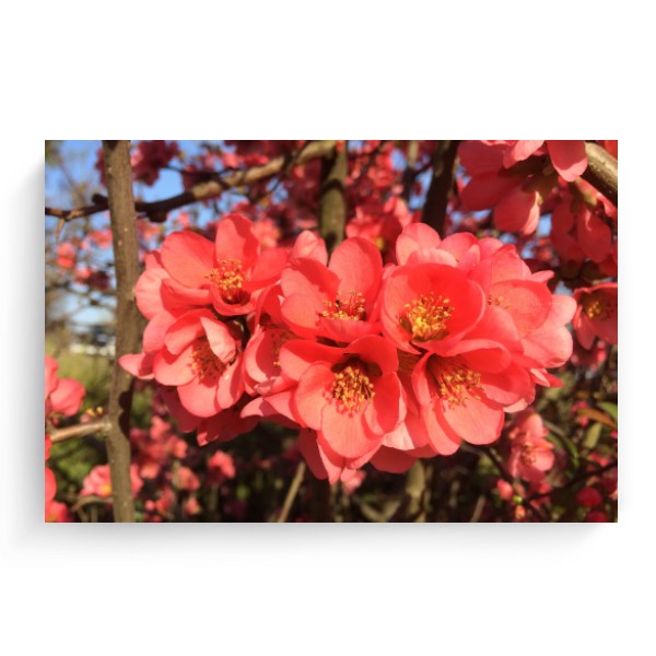 Photo Canvas 3:2 Shrub in bloom