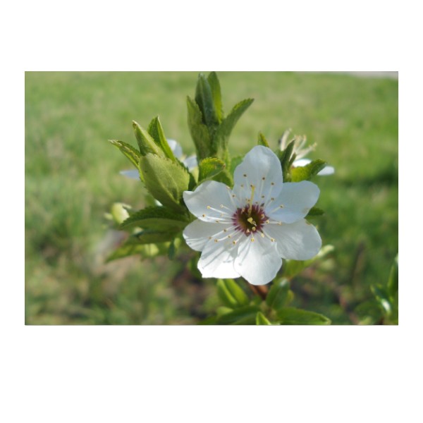 Puzzle medium size Spring appearance of plum