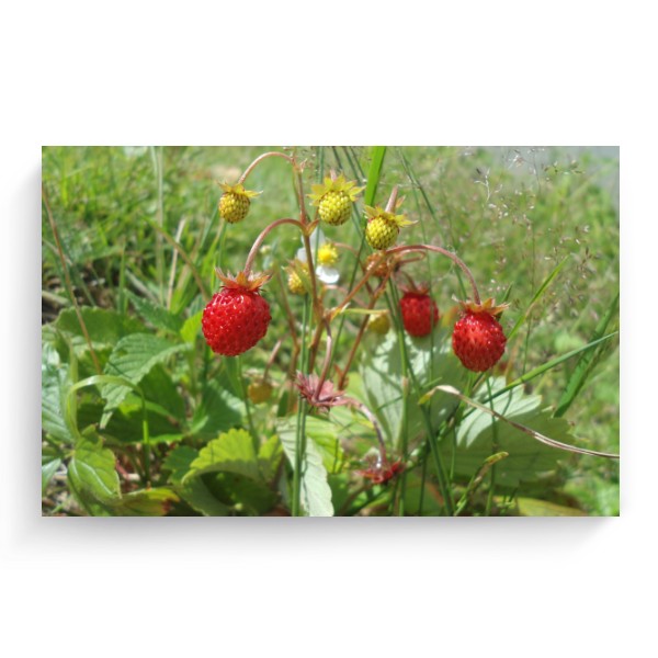 Photo Canvas 3:2 Strawberries by the forest