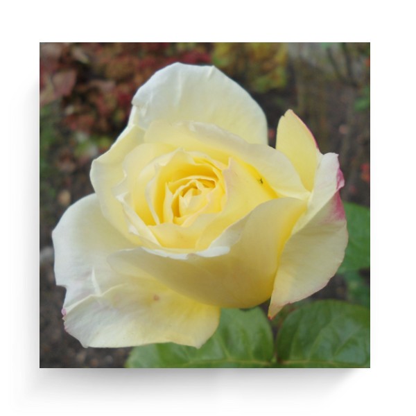 Photo Canvas Square Yellow rose